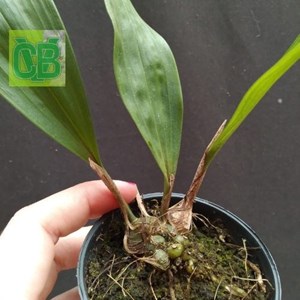 Orquídea Rudolfiella saxicola - S6952