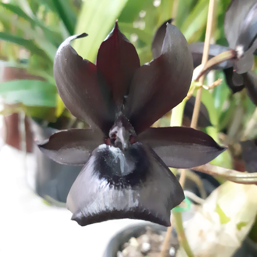 Monnierara Millennium Magic 'Witchcraft' - ADULTO 