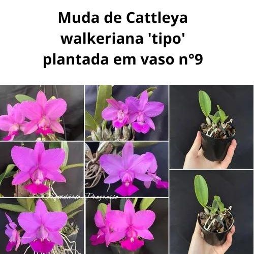 Orquídea Cattleya walkeriana 'tipo' (muda)