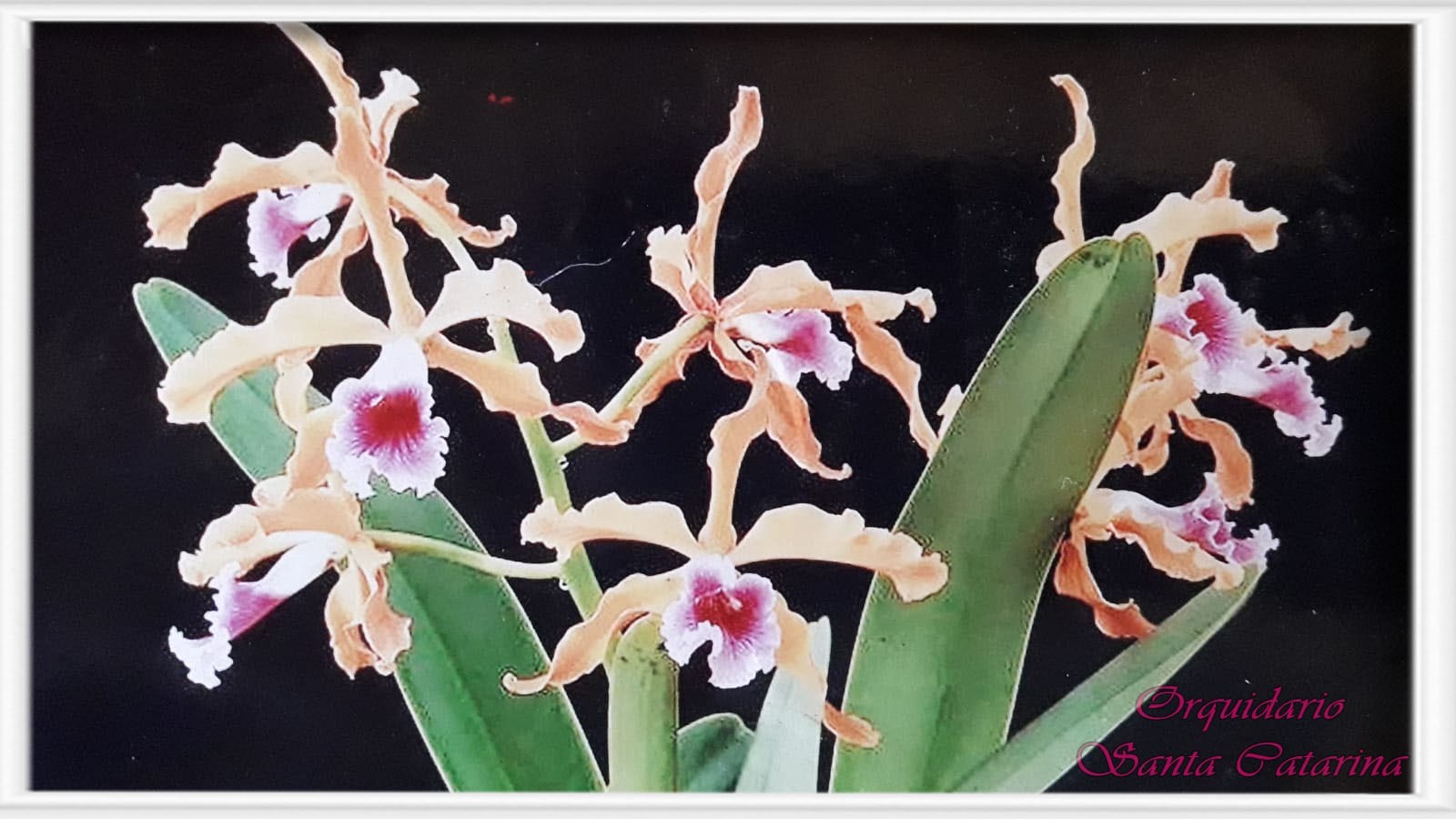 Orquídea Laelia grandis