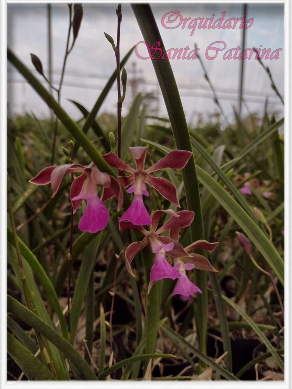 Orquídea Encyclia bracteatra x Enc. atropurpurea