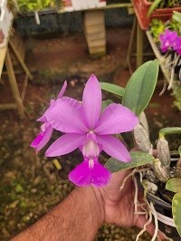 Cattleya walkeriana tipo ( amoenagloria self ) x ( Fatinha Alan )