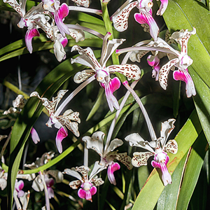 Orquídea Vanda tricolor suavis