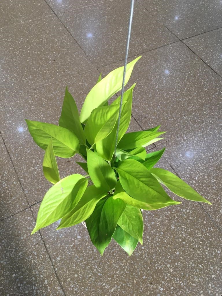 Kokedama de Jiboia Neon