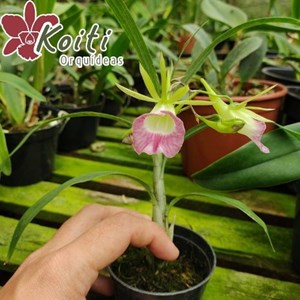 Orquídea Galeandra Minax - Adulta