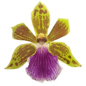 Muda Orquídea Zygopetalum Flor Linda Planta Perfumada