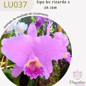Orquídea Cattleya lueddemanniana tipo bv ricardo x ch sem 