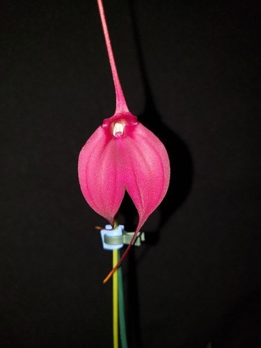 Orquidea Masdevallia Machu Picchu. Planta Adulta Cortes Disp