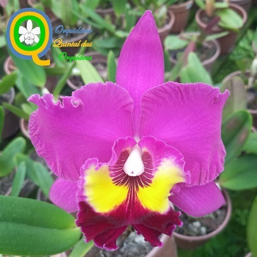 Rlc. Sweet Anniversary - ADULTO