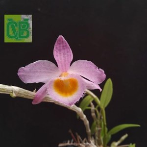 Orquídea Dendrobium loddigesii - D0332
