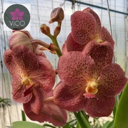 Orquídea Ascocenda Pedro Bonetti