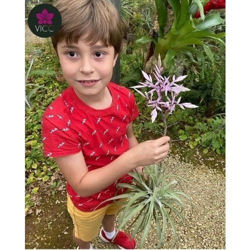 Tillandsia Cacticola 