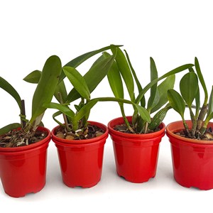 Orquidea Kit 4 Mudas Catteya 1 Ano Florir! Palntas Lindas.