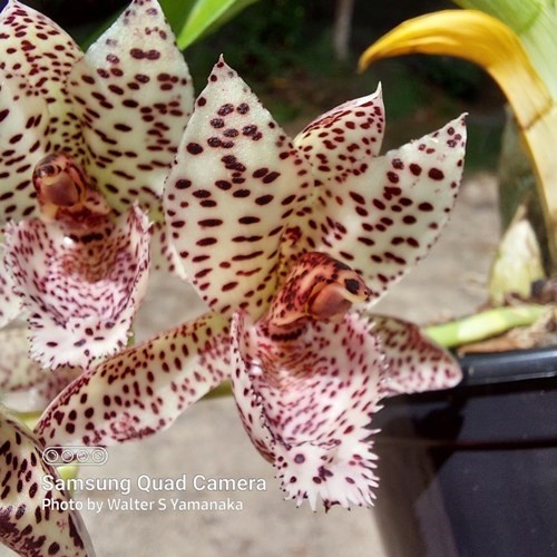 Clowesetum Acute Aspect 'Hotspot' - Adulto