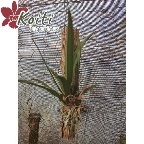 Orquídea Oncidium Onustum - Adulta