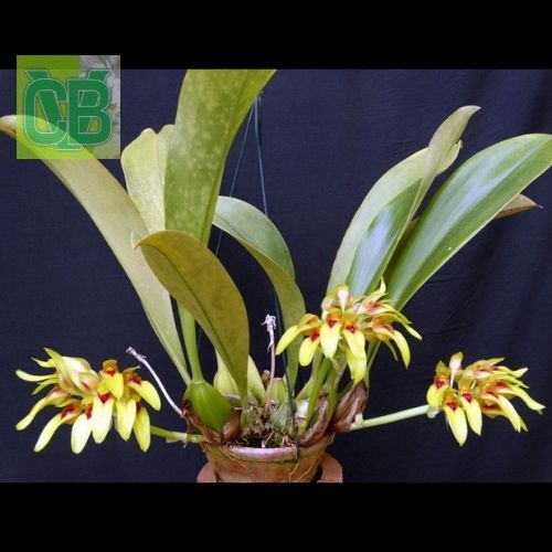 Bulbophyllum graveolens
