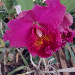 Orquídea BLC. Chine Fortune X valet Sun Moo X phinith Kijakan