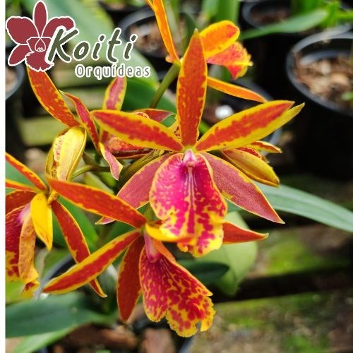 Orquídea Epicattleya Volcano Trick - Adulta