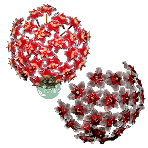 Combo das flores de cera vermelhas mudas enraizadas no pote nº 6