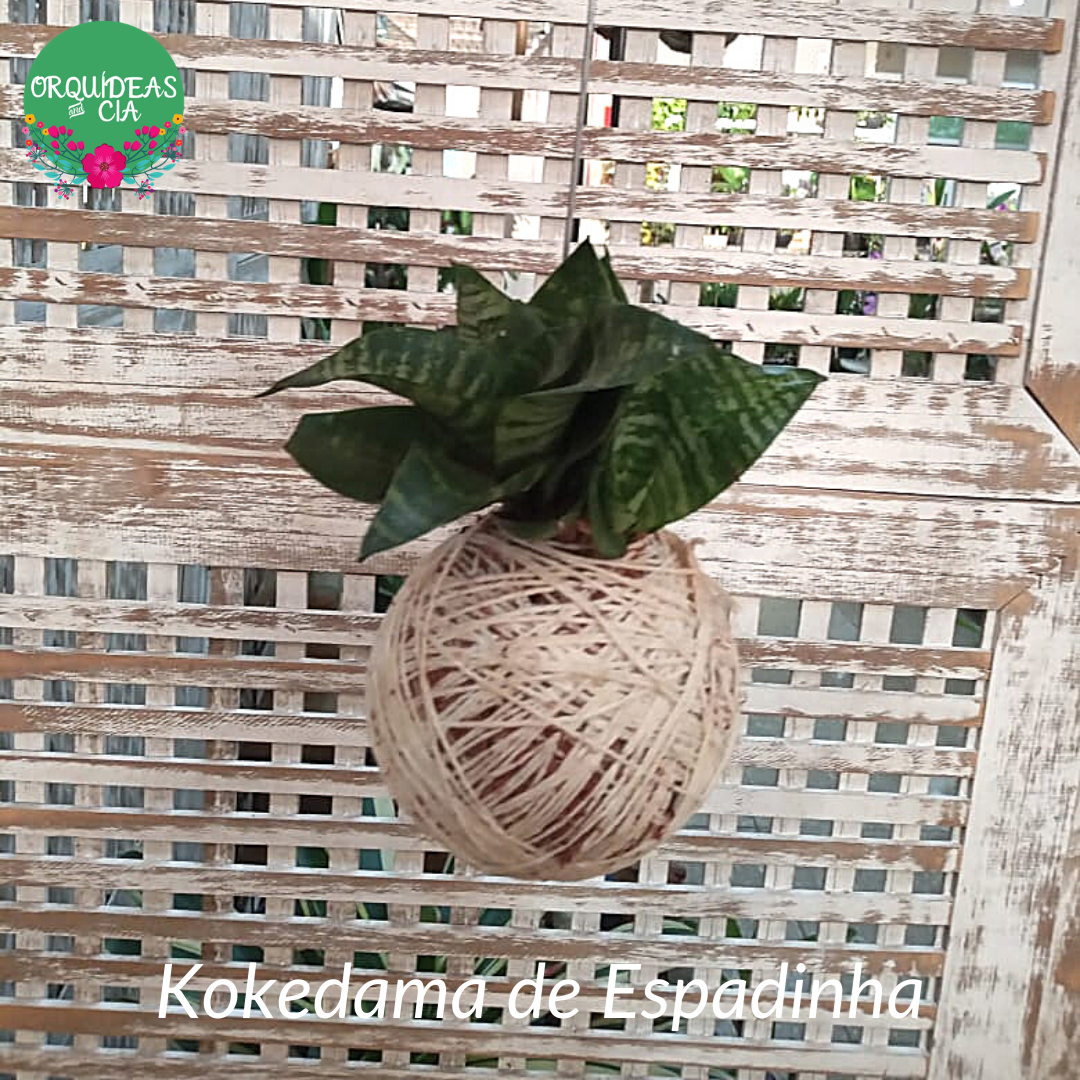 Kokedama de Folhagem Espadinha