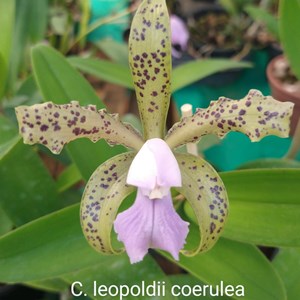 Orquídea Cattleya leopoldii coerulea