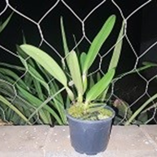 Cattleya mendelii ( semi alba x concolor )