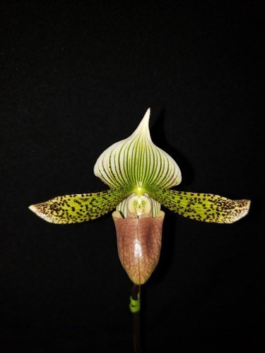 Orquidea Sapatinho Paphiopedilum Urban Vogue Raridade!!!!