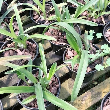 Orquídea Encyclia cordigera