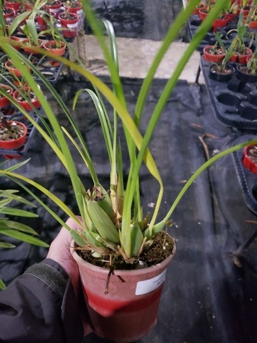 Orquidea Maxillaria tenuifolia.plantas Adultas Entouceirada