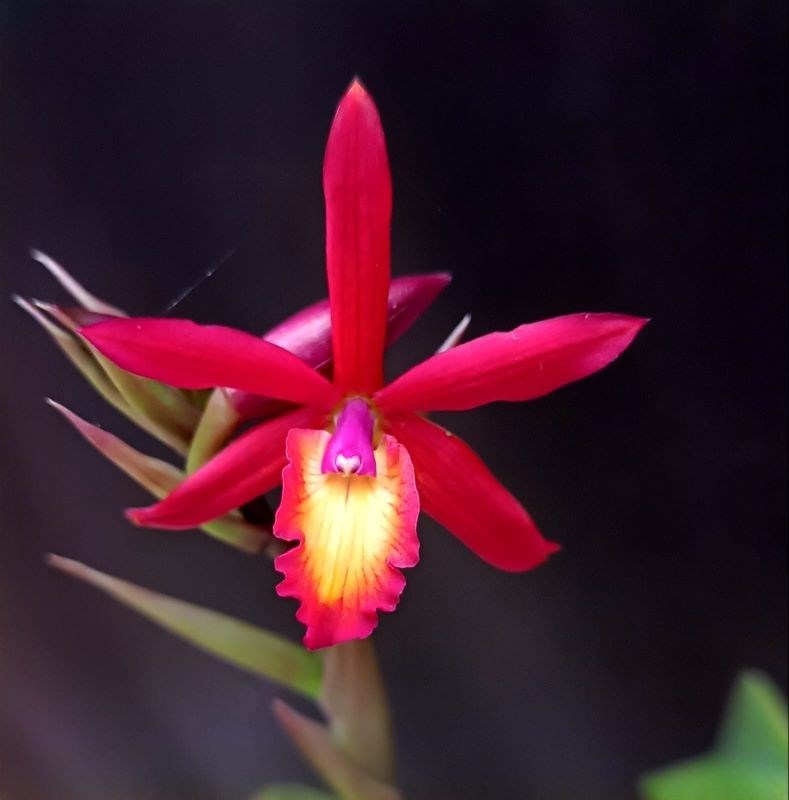 Epidendrum warasii x Laelia millerii