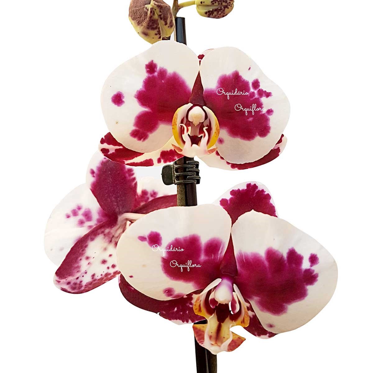 Orquídea Phalaenopsis Dalmata Planta Adulta Flor Pintalgada
