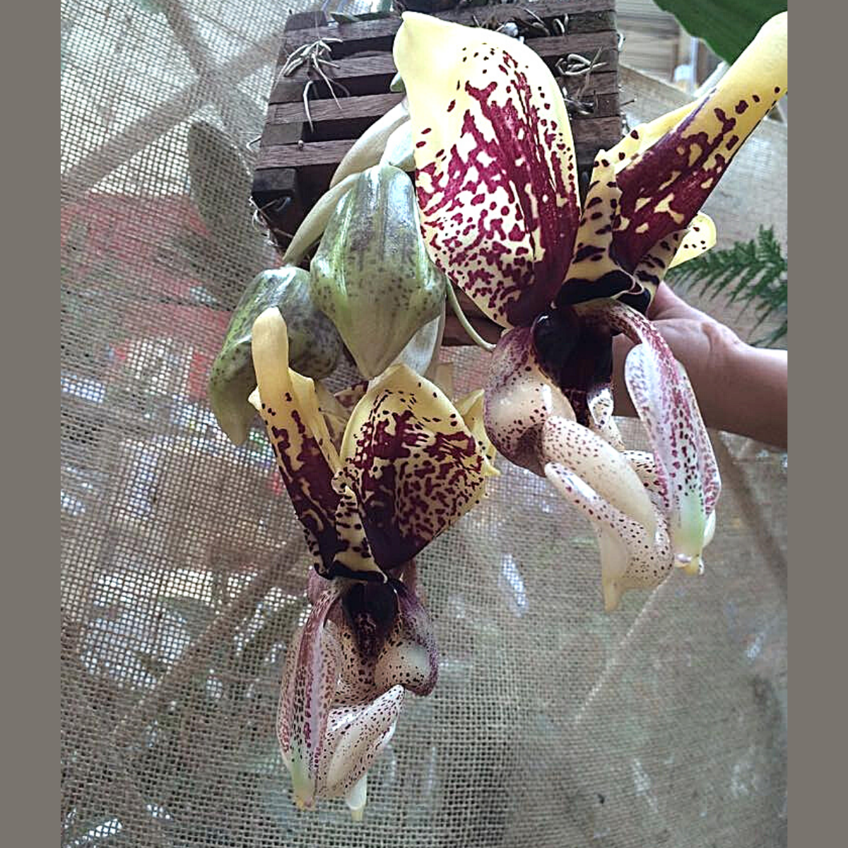 Orquídea Stanhopea tigrina muda pequena (orquídea passarinho)
