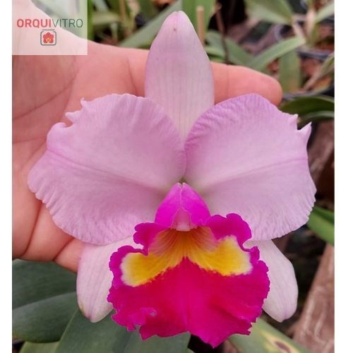 (Cattleya Mother x Lc. Irene Finney) x  Blc. Casitas Spring