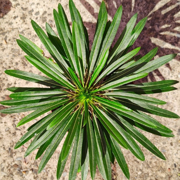 Palmeira de Madagascar no vaso 14 - Pachypodium Lamerei