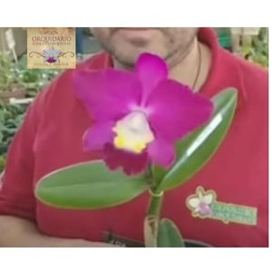 Orquídea Hadrolaélia sincorana rubra x Cat. Intermédia rubra