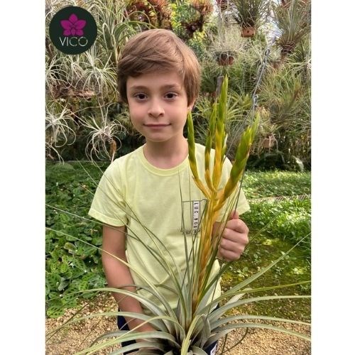 Tillandsia Fasciculata Alba 