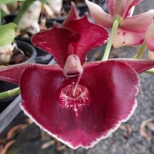 Catasetum Pileatum x Jamie Lawson XOXO - Adulto - PROMOÇÃO