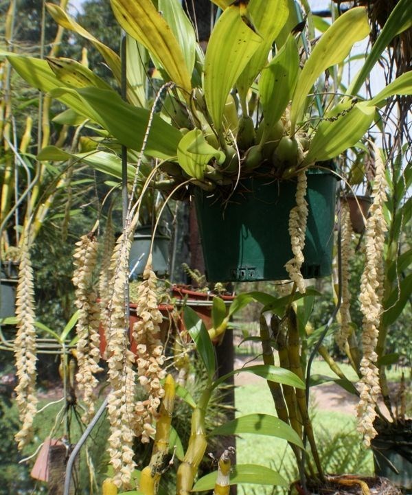 Orquídea Pholidota imbricata