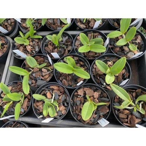 Orquídea Cattleya schilleriana semi alba  N1 X Semi Alba Kadogushi