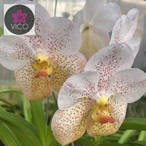 Orquídeas Vanda Boonyarit Diamond