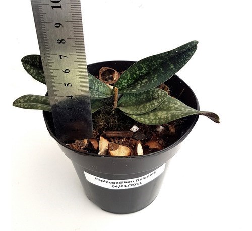 Orquídea Rara Sapatinho Paphiopedilum !  Planta Adulta !