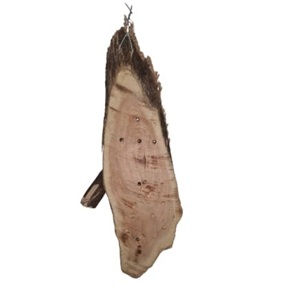 Sansão do Campo Chanfrado - Médio