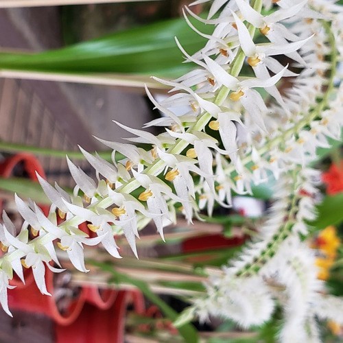 Orquídea Dendrochilum glumaceum ! Planta Adulta ! Com Vaso