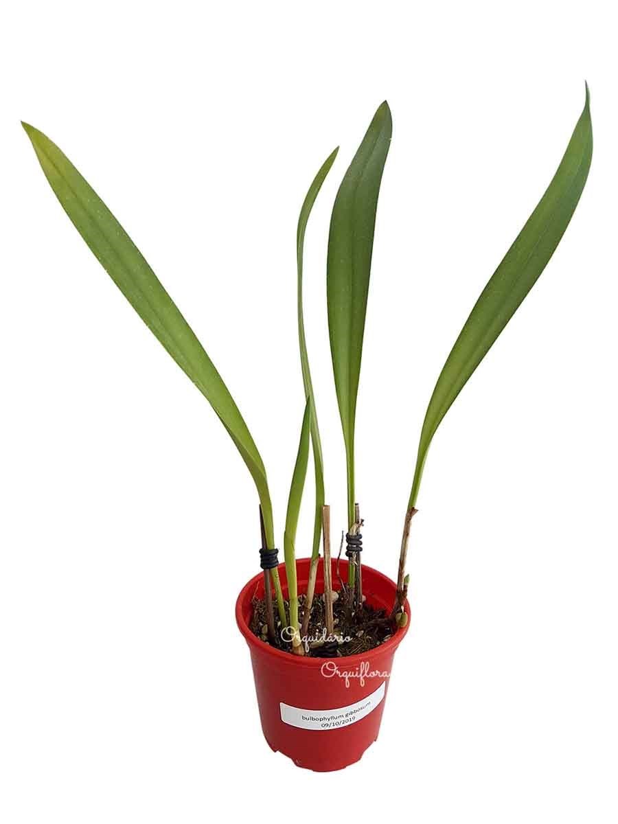 Orquídea Bulbophyllum gibbosum Planta Adulta Flor Branca