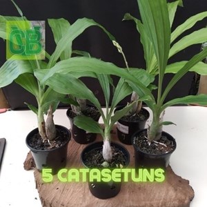 Orquídea Kit Catasetum 5 plantas adultas + 2 Brindes 
