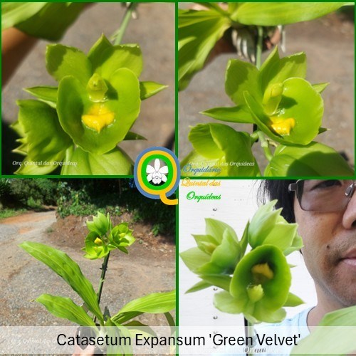 Catasetum Expansum 'Green Velvet' - Adulto