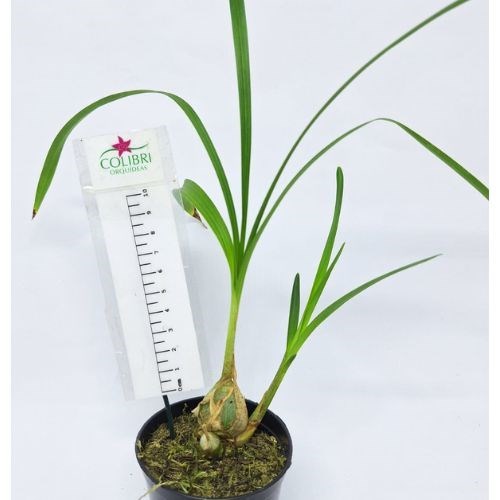 Orquídea Grobya amherstiae