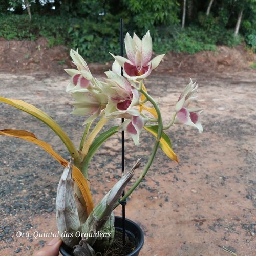 Catasetum faustoi-pileatum - Adulto