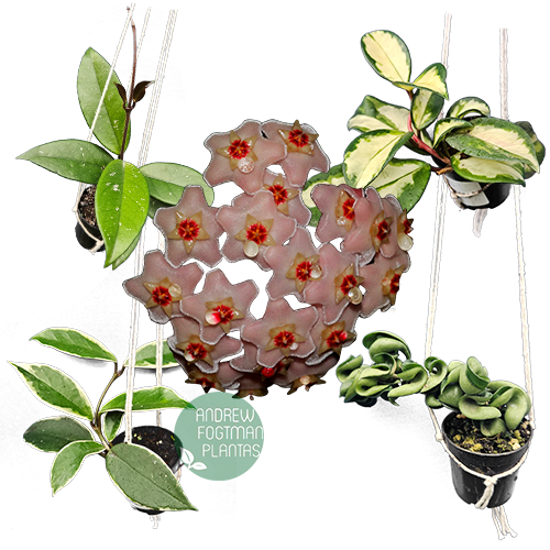 Combo das 4 carnosas - Flores de cera enraizadas