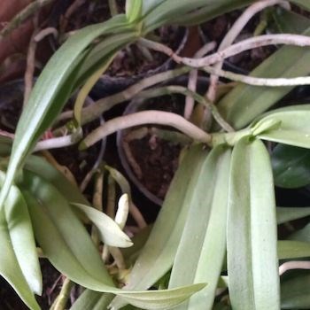 Gastrochillus bellinus